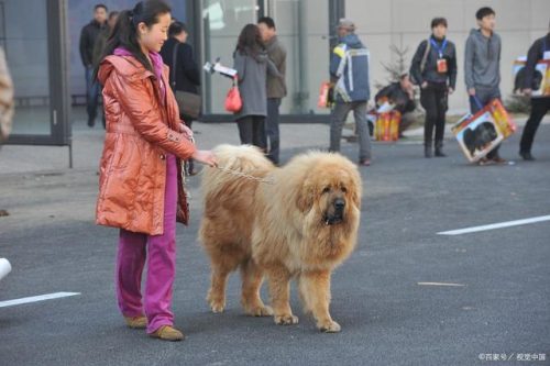 狗狗疫苗牌子排名前十(狗疫苗四联是什么)插图26