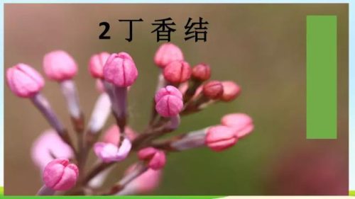 霜树尽空枝肠断丁香结(芭蕉不展丁香结同向春风各自愁)插图3