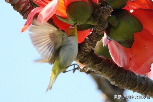 鸟的象形字(象形文字识别大全)插图3