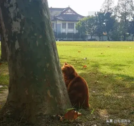 北大虐猫(北京大学学生流浪猫关爱协会)插图25