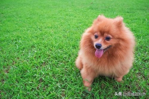 狗狗品像排名前十(狗狗多久可以看出品相)插图7