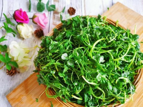 豆芽菜系列(豆芽图片高清)插图3