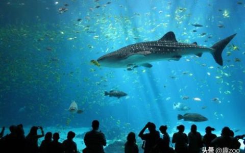 海洋鱼类(500个海洋动物名字)