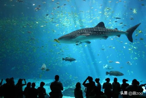 海洋鱼类(500个海洋动物名字)插图
