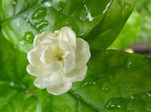 茉莉花的种植(茉莉10月份能移栽吗)插图1