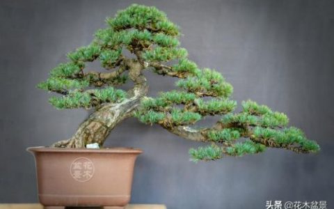 绿野精灵产量(牧草产量排行)