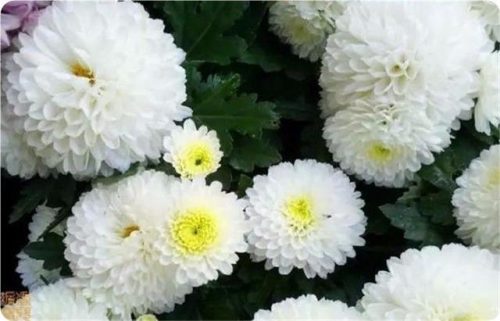 菊花图片大全(菊花图片怀念故人)插图6