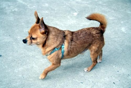 冷门小型犬排名前十(小型犬有哪些排行榜)插图9