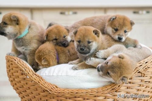 狗狗品像排名前十(狗狗多久可以看出品相)插图8