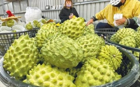 番荔枝价格(番荔枝多少钱一斤)