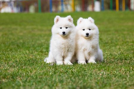 世界名犬品种排名前十(世界著名犬品种排名)插图7