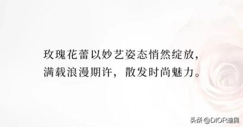 璀璨玫瑰(璀璨之花)插图9