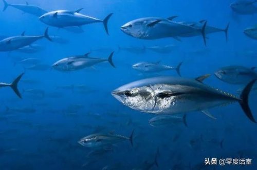 罗伯特纳维利斯(罗伯特·纳维利斯什么时候出生的)插图25