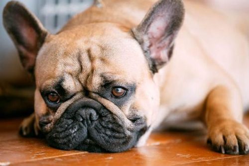 犬皮肤病(泰迪皮肤病用什么药效果最好)插图4