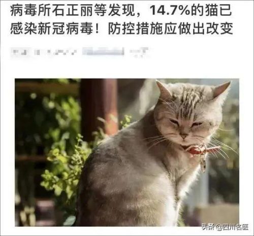 猫会感染新型冠状病毒吗(猫咪冠状病毒阳性)插图2