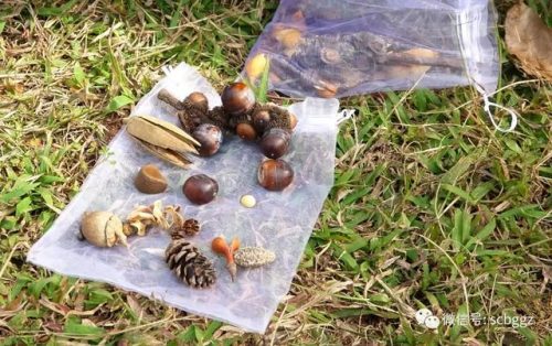 广州华南植物园好玩吗(去华南植物园要预约吗)插图3