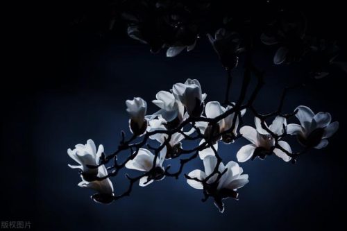 中国鲜花产地排名前十(中国三大鲜花产地)插图4