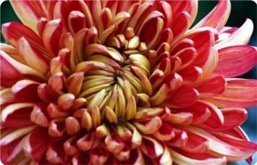 菊花图片大全(菊花图片怀念故人)插图33