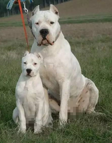 顶级巨型猛犬排名前十(十大巨型犬品种)插图9