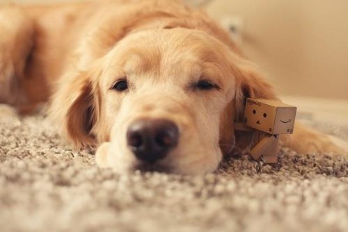 犬皮肤病(泰迪皮肤病用什么药效果最好)插图7