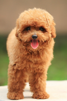 世界名犬品种排名前十(世界著名犬品种排名)插图6