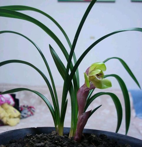 兰花直立品种排名前十(兰花哪个品种最好)插图10