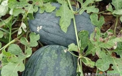 黑美人西瓜种植(黑美人西瓜为何不能吃)