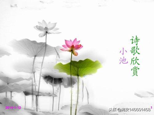 小池古诗的意思(一年级古诗《小池》)插图