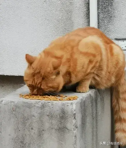 北大虐猫(北京大学学生流浪猫关爱协会)插图13