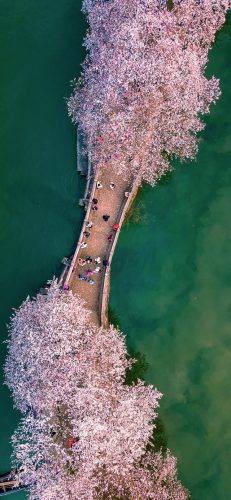 樱花图片(樱花树图片)插图5
