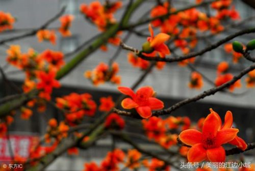 各个城市的市花(全国城市市花一览表)插图3