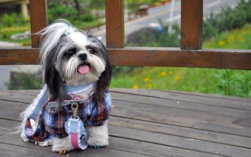 好看名犬品种排名前十(大型犬品种大全排行榜)插图6
