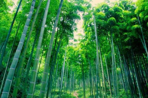湖州旅游(湖州旅游一日游)插图23