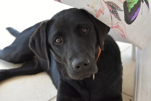 冷门小型犬排名前十(小型犬有哪些排行榜)插图1