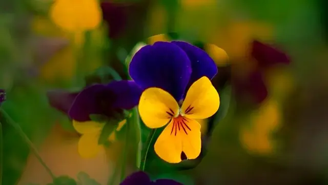 清明送花(送花写的卡片内容)插图3