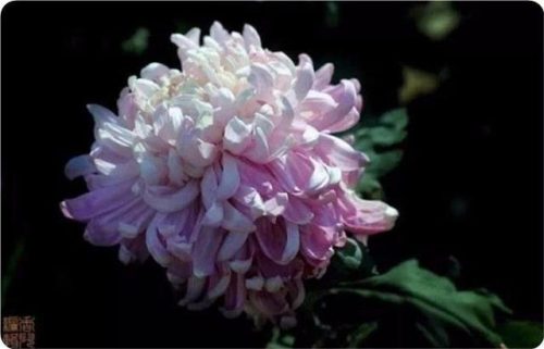 菊花图片大全(菊花图片怀念故人)插图20