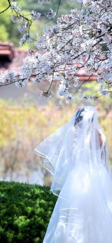 樱花图片(樱花树图片)插图4
