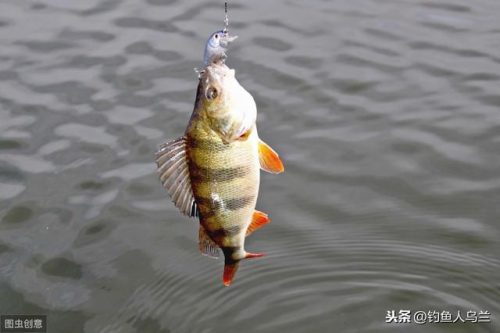 石斑鱼怎么做好吃(石斑鱼多少钱一斤)插图6