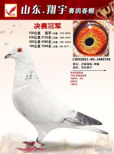 翔宇公棚赛鸽公棚春棚(翔宇赛鸽公棚秋棚)插图7