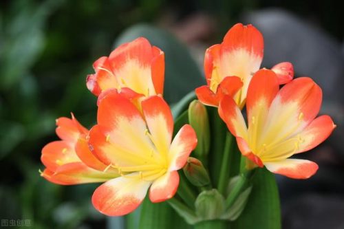 中国鲜花产地排名前十(中国三大鲜花产地)插图14