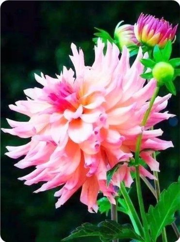 菊花图片大全(菊花图片怀念故人)插图50