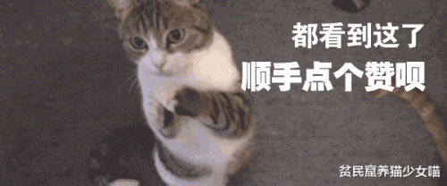 暹罗猫图片(暹罗猫多少钱一只)插图15