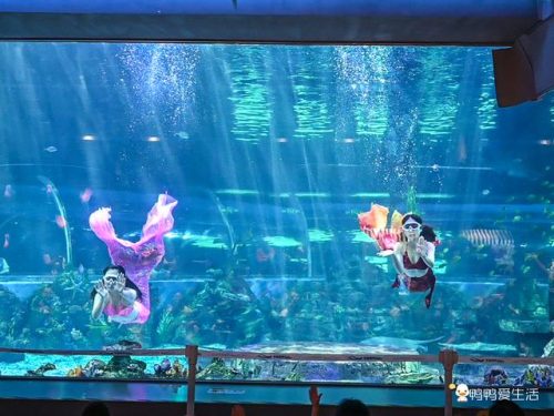 厦门海洋世界(厦门海上世界海洋王国门票)插图10
