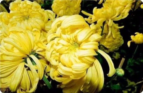 菊花图片大全(菊花图片怀念故人)插图27