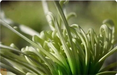 菊花图片大全(菊花图片怀念故人)插图14