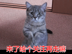 山东猫咪品相排名前十(全国猫咪排行榜前十)插图12