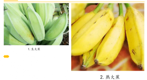 商业香蕉品种排名前十(香蕉最好的品种是哪种)插图2