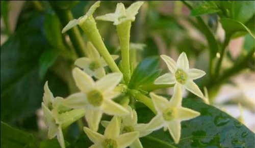 夜来香精油(夜香花的功效与作用及食用方法)插图1