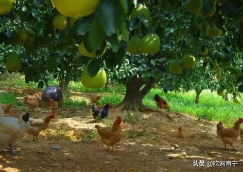 南宁好看农庄排名前十(南宁四塘学雍自然农庄)插图21