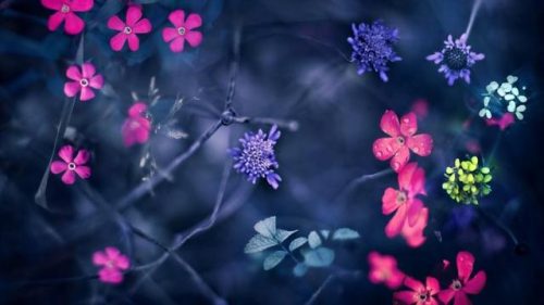 唯美花海图片(唯美花海图片高清壁纸)插图6